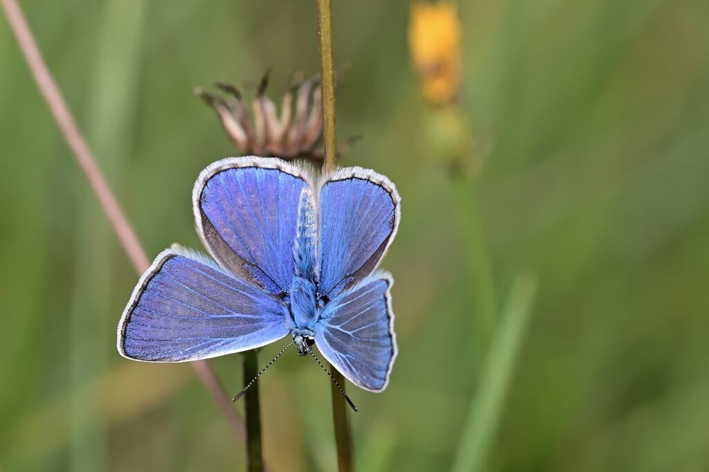 butterfly, common blue, meadow-8178633.jpg